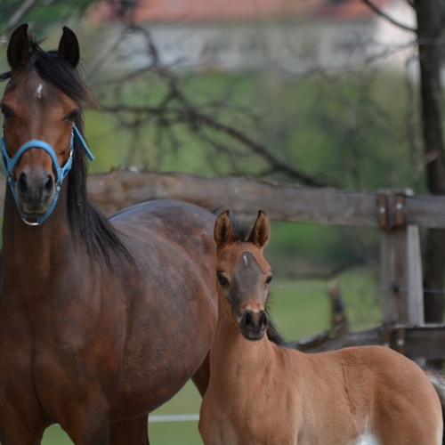 PRISTINE gave birth to a beautiful colt!