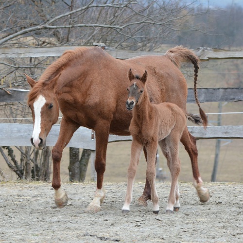 Harfica gave birth to a filly!