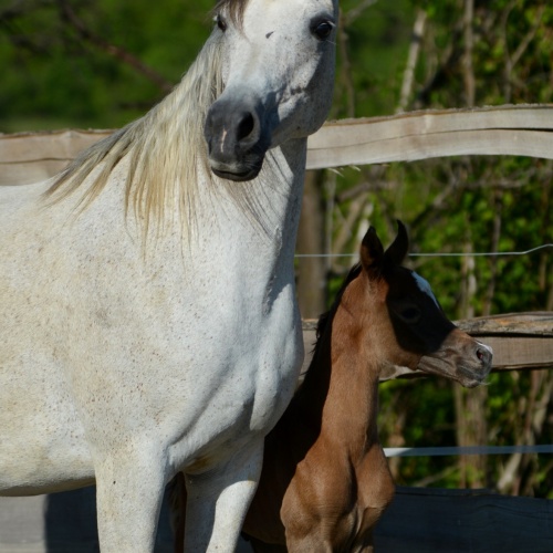 Eliksja gave birth to a beautiful colt by El Nabila B!