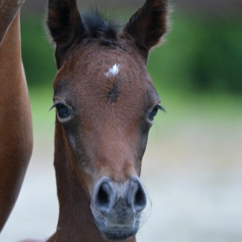 HARFICA GAVE BIRTH TO A BEAUTIFUL FILLY