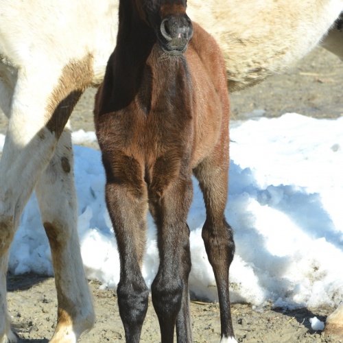 WA ELIZAVETTA GAVE BIRTH TO HER FIRST FOAL EVER!
