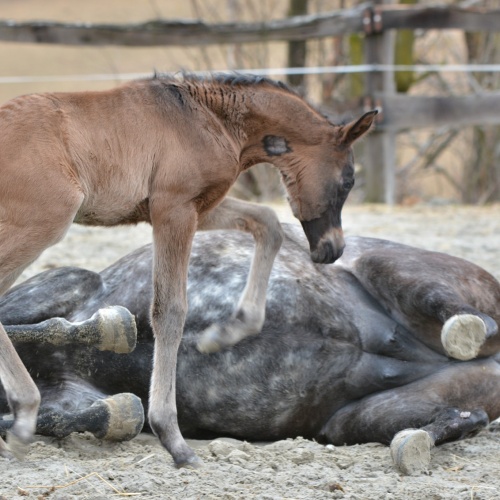 Epitome gave birth to a wonderful colt!